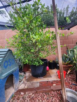 Limon Mexicano