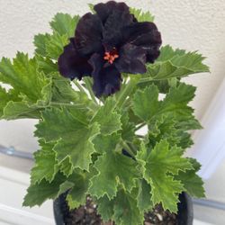 Geranium Martha Washingotn  Outdoor Plant, In 1 Gallon Pot Pick Up Only 