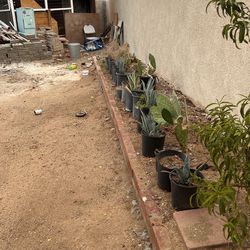 Plants For Sell