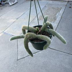 8” monkey tail cactus