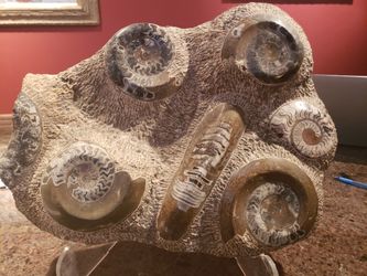 Orthocerus and Nautilus fossils polished