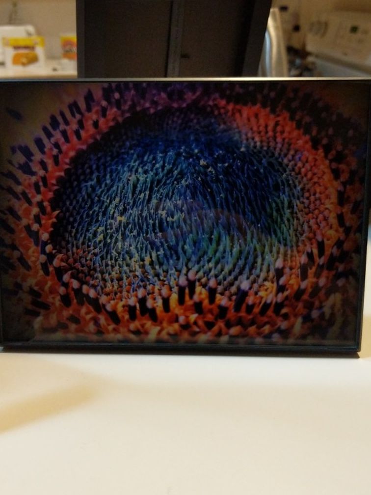 Edited Picture Of Sunflower: Rainbow Sunflower