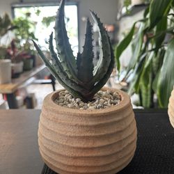 Aloe Succulent 4.5” Pot
