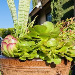 Beautiful Succulent Pot 🪴 🌱 