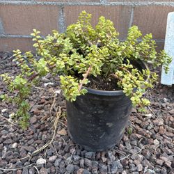 Elephant Bush Plant
