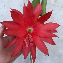 Epiphyllum Orchid Cactus Blooming Big red Flowers, Whole Plant In 1 Gallon Por Pick Up Only