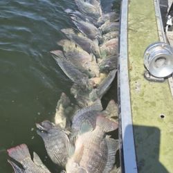 Tilapias Fresquesitas 