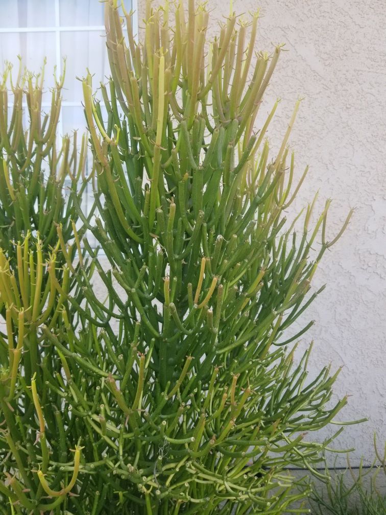 Succulents Firesticks Large Cuttings