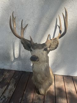 Taxidermy deer head