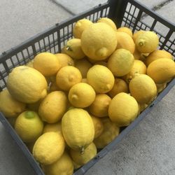 Fresh Lemons 🍋 