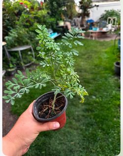 Plantas de ruda