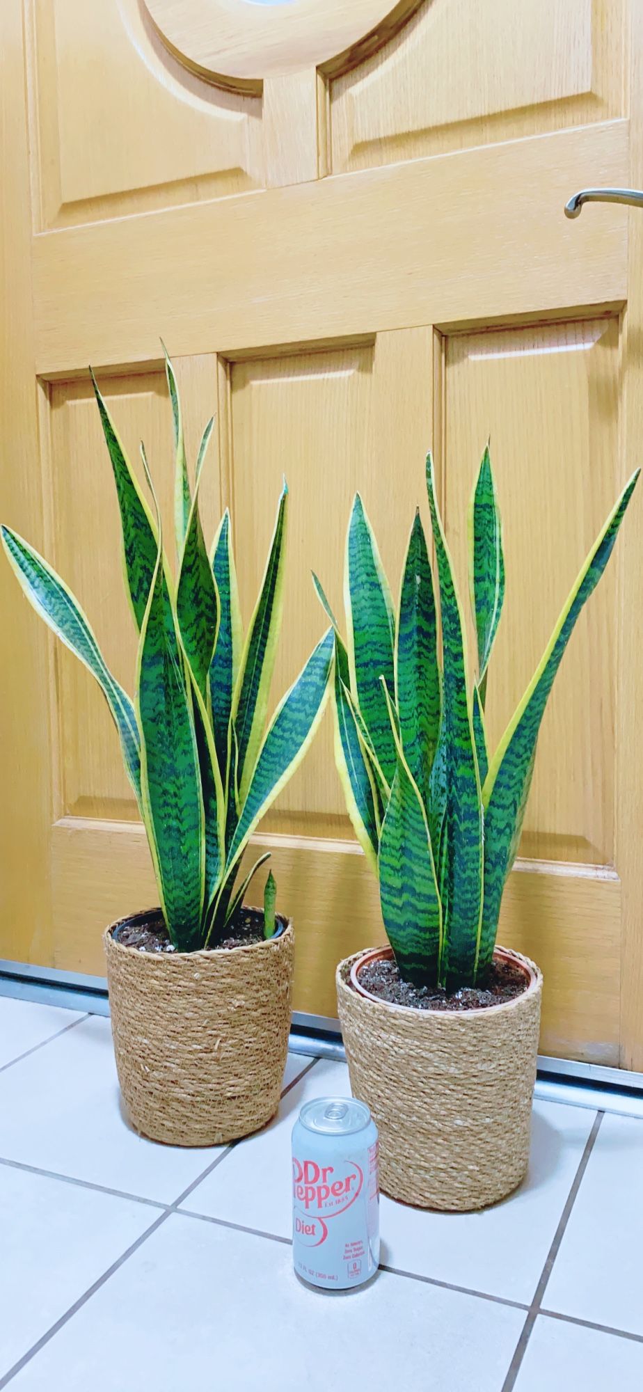 Snake Plants 🪴 $20 each