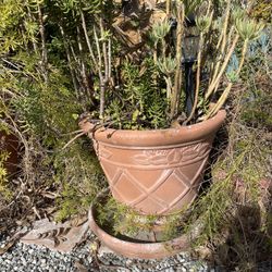 Large Potted Plants With Plants