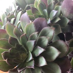 A nice plant in a ceramic pot for $20