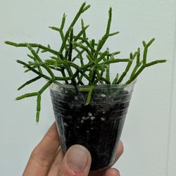 Unusual Succulent: Rice Cactus