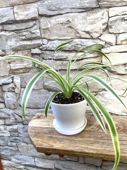 Spider House Plant In 4"H Pot.