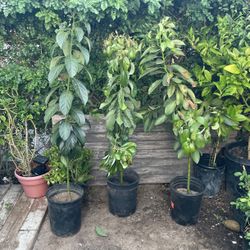 Avocado Tree’s