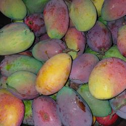 Best Mangoes 🥭 Cogshell