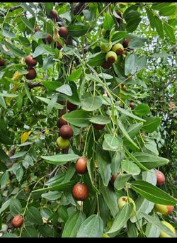 Jujubi Fruit Tree $50 for each pot