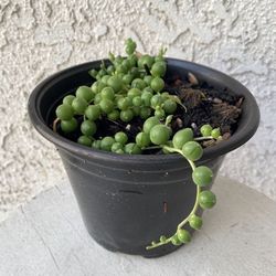 6 Inch Pot Hanging Succulent Plant - String of Pearls - Curio Rowleyanus - Rooted & Established Plant - Drought Resistant -🪴