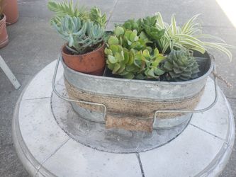 Plant For Sale