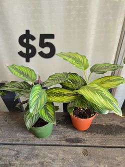 Calathea beauty star