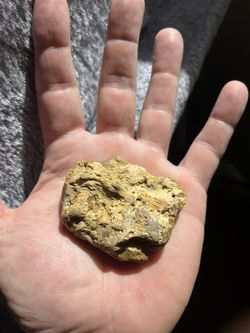 Petrified Wood Palm Stone