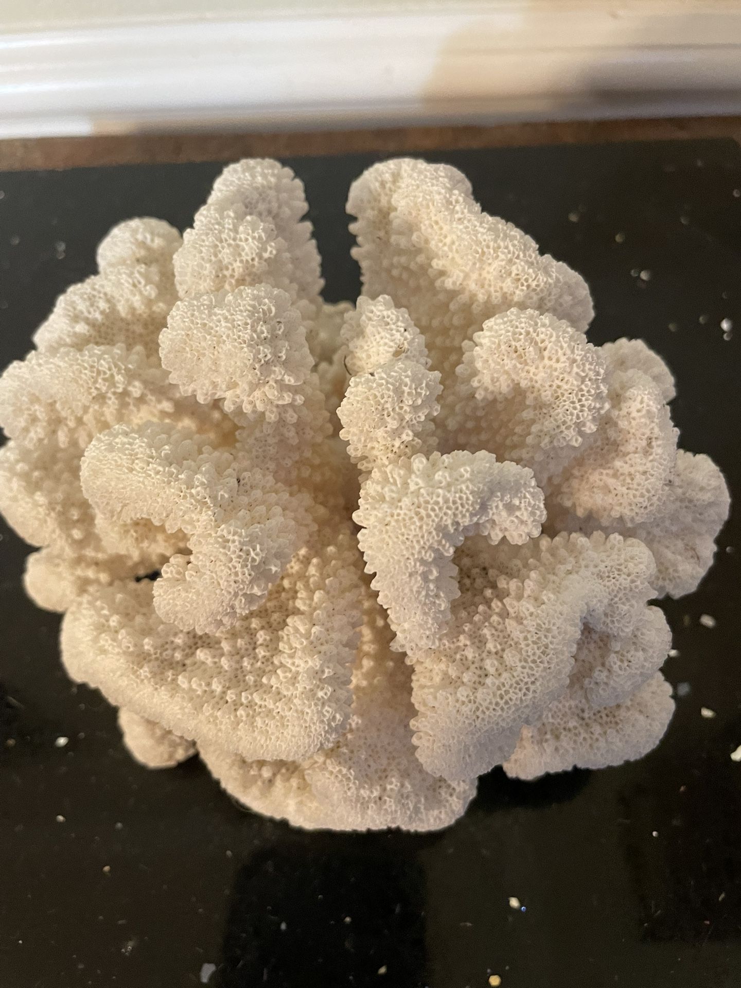 5” Real Coral White Tree