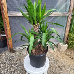 Yucca Plant 12" Pot 