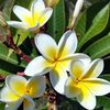 Jasmine