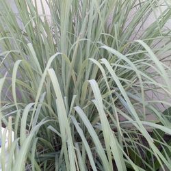 🌾Lemon Grass Tea🌿 (Tea De Limón)