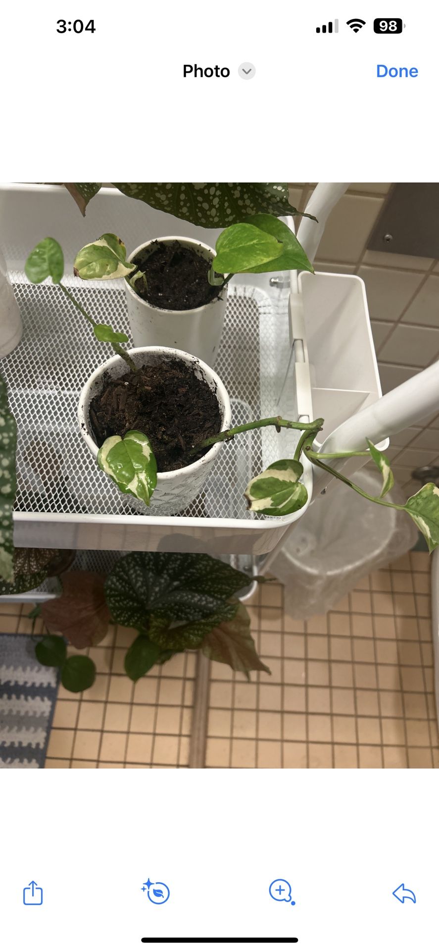 Variegated Pothos Starter With Pot