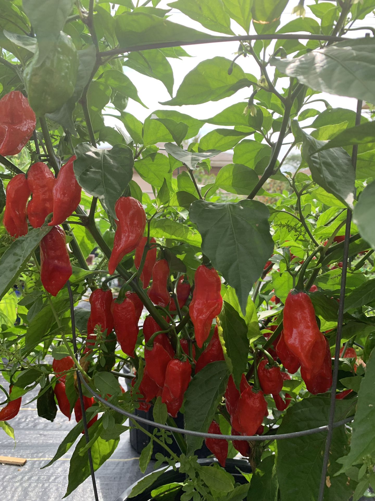 Ghost peppers 1,00 each
