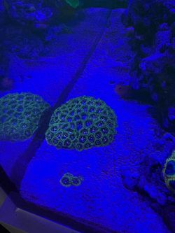 Fake Zoa coral frag