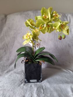 SILK ORCHID