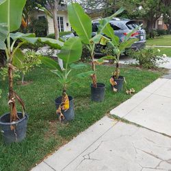 🍌 Banana Trees