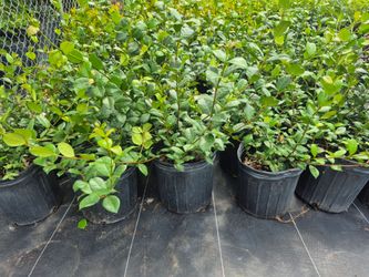 ASIATIC JASMINE 1GALLONS