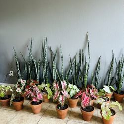 Plant For Sake 25 Each 