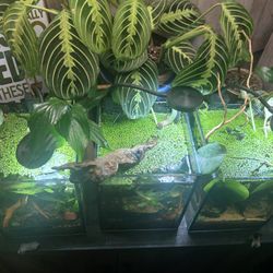 Duckweed Floating Aquatic Plants For Fish Tank