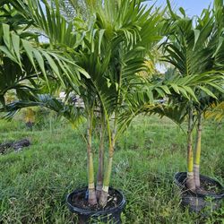 Christmas Palms About 8 Feet  Tall Full Green  Fertilized  Ready For Planting Instant Privacy Hedge  Same Day Transportation 