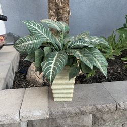 Artificial Plant