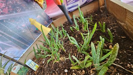 Baby aloe vera