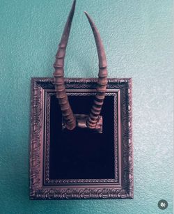 Impala horns mounted on a frame - oddities bones skulls