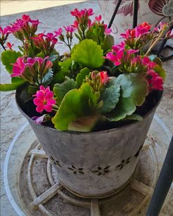 Succulent Plant