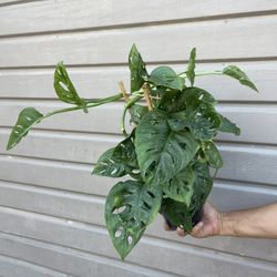 6” monstera swiss cheese