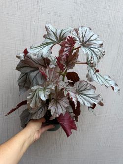 6” begonia looking glass