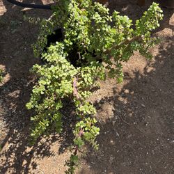 Elephant Food Plant $30 Each