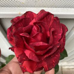 Rose Bush Plant, In 5 Gallons Pot Pick Up Only