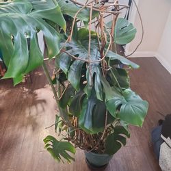 Monstera Deliciosa Plant 