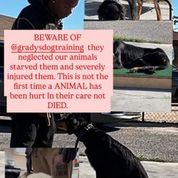 Beware Of Gradys Dog Training 